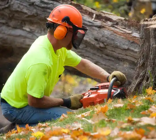 tree services Rochester Hills